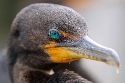 Cormorant closeup