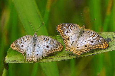 Two white peacock butterflies