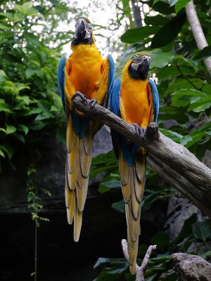 Two macaws