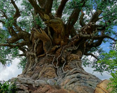 Tree of Life trunk closeup