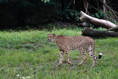 Active cheetah in the rain