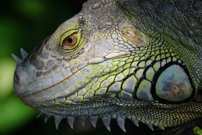 Green iguana very close up