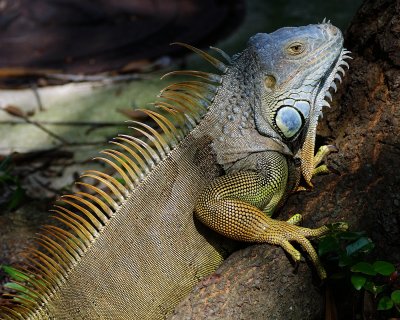 Green iguana closer