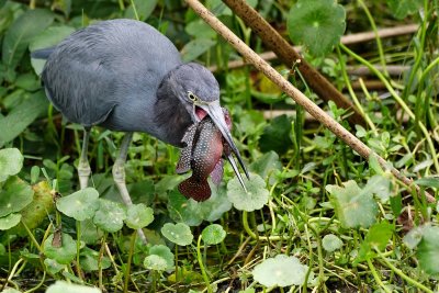 Little blue heron with a colorful fish meal