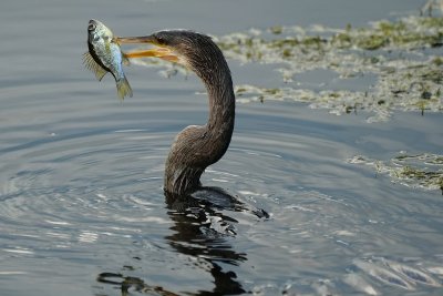 Anhinga with a fish