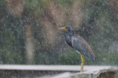 Tricolor heron in the rain