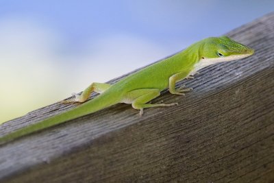 Native Floridian green anole
