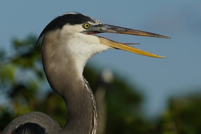Closeup with great blue heron