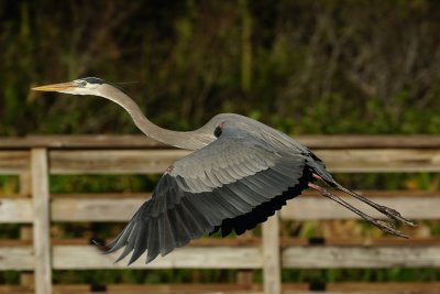 Great blue heron lifting off