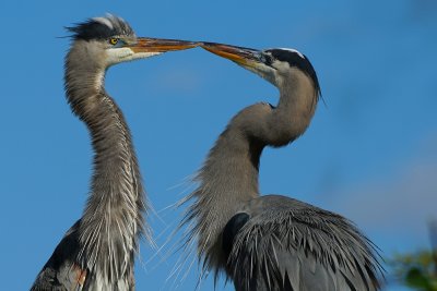 Great blue heron couple communicating