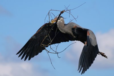 Great blue heron with ginormous branch