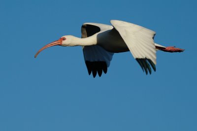 Ibis flying close by