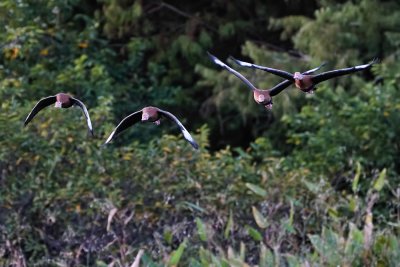 Black-bellied whistling ducks headed this way