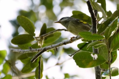 Golden-winged warbler