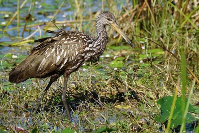 Limpkin thinking up a strategy with the snail