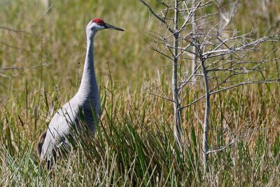 Sandhill crane in the reeds