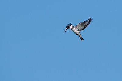 Belted kingfisher flying and hunting