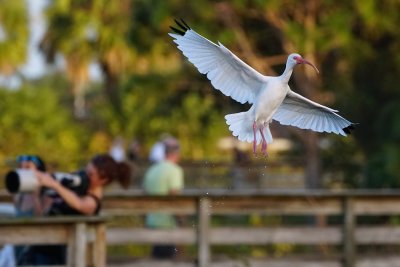 Ibis air braking with photographers in background