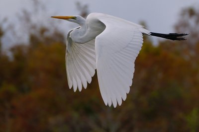 Great egret flying past changing leaves