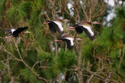 Black-bellied whistling ducks flying past