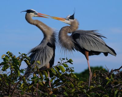Great blue heron pair kissing