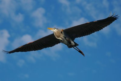 Great blue heron high in the blue cloudy sky