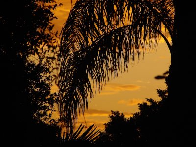 Sunset and palm frond