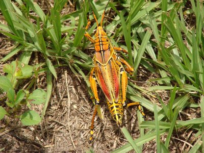 Southern lubber grasshopper