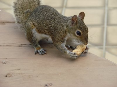 Squirrel got peanut