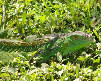 Green Iguana