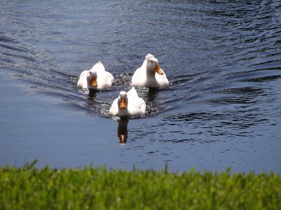 White crested ducks