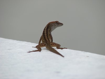 Brown Anole