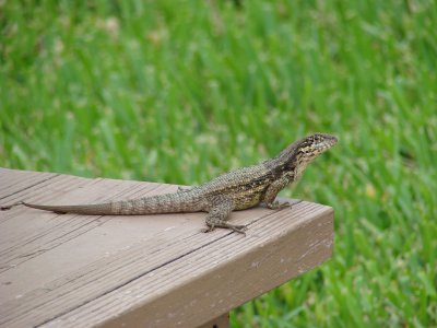 Northern Curly-Tailed Lizard