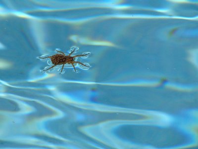 Wolf Spider mother with babies - in the pool