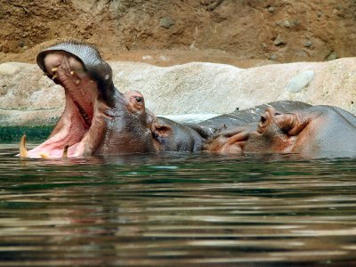 Hippo #2 yawn, Animal Kingdom