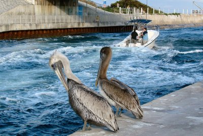Pelicans watch outgoing boat
