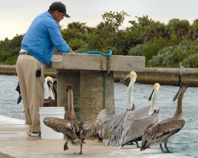 Pelicans begging for food
