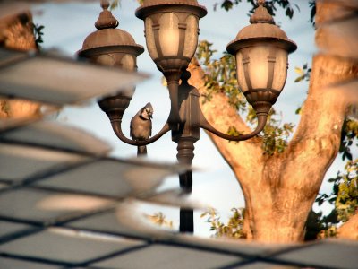 Bluejay on lamp, reflecting in puddle