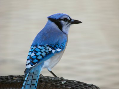 Blue jay