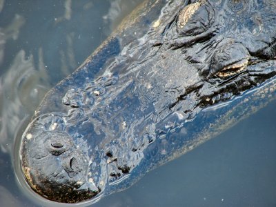 Gator up close