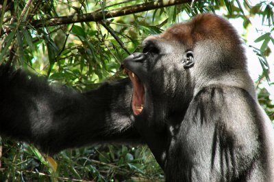 Alpha gorilla shows his strength