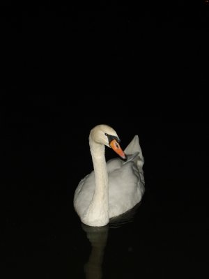 Swan by flash at night