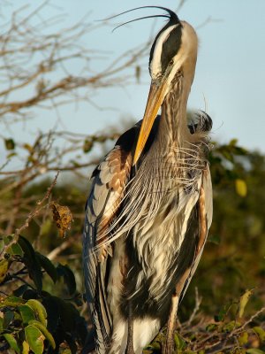 Great blue heron on nest