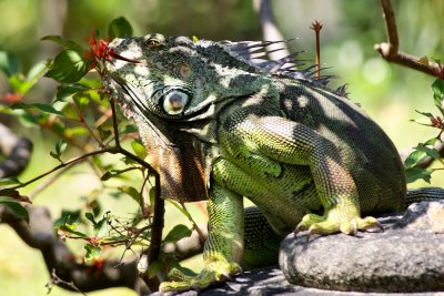 A300 Morikami green iguana eating