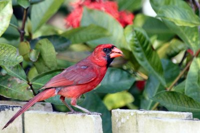 Male cardinal