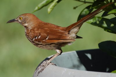 Brown thrasher