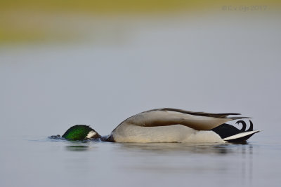 WILDE EEND mallard