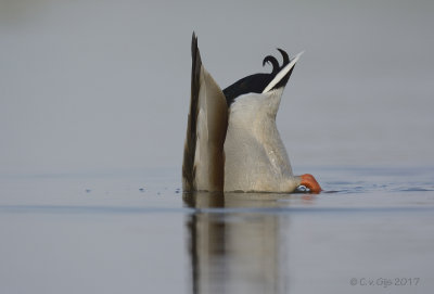 WILDE EEND mallard