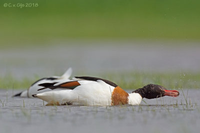 BERGEEND shelduck