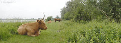 Twiske, Schotse Hooglanders